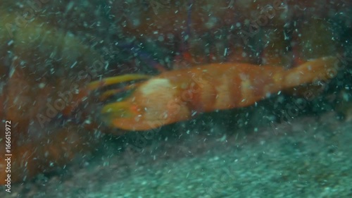 Macro close up, Pistol Shrimp underwater Bali POV