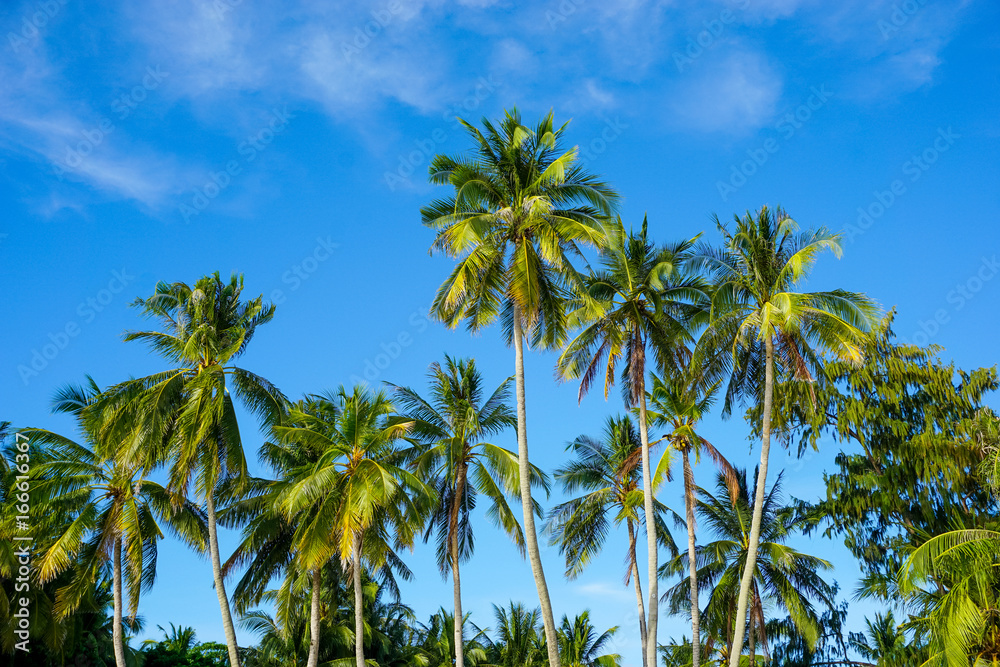 Tropical palm tree on blue sky