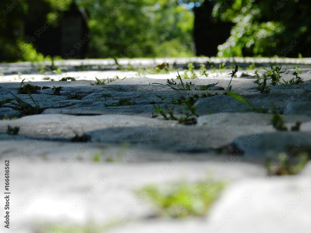 Fototapeta premium Cobblestones 