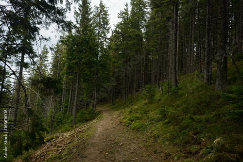 Trail in the forest 
