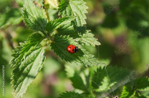 Ladybird in natural habitat. Ladybug on nettle leaf on a blurred green background.