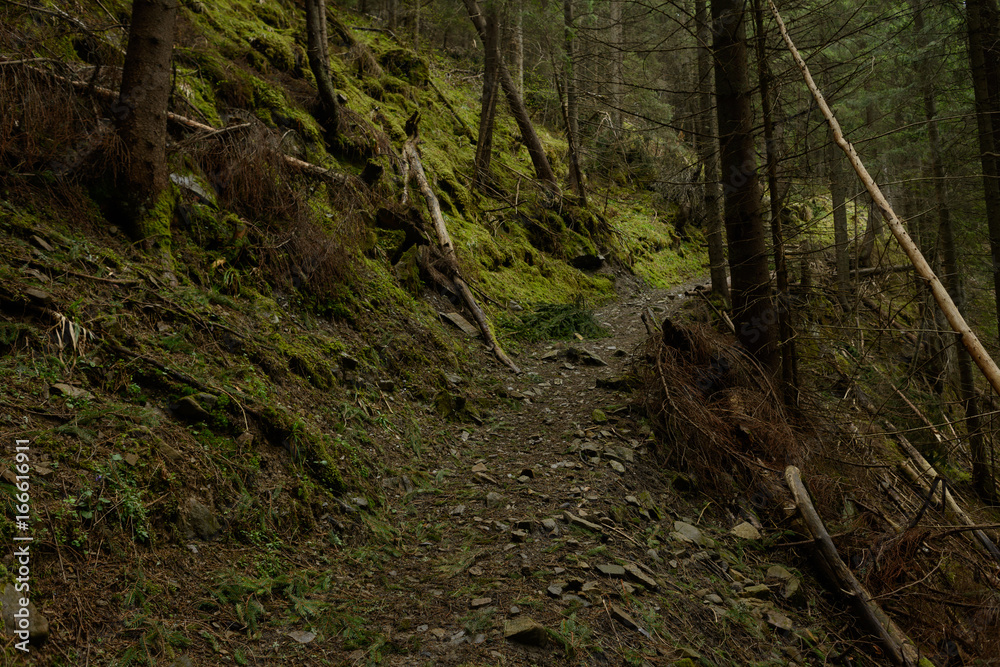 Trail in the forest
Trail in the forest