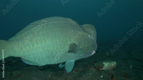 Close up, bumphead parrotfish swims off Indonesia