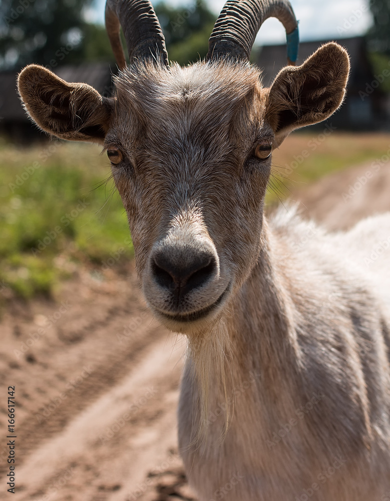 goat with horns standing on the green grass. goat with horns standing on the green grass.