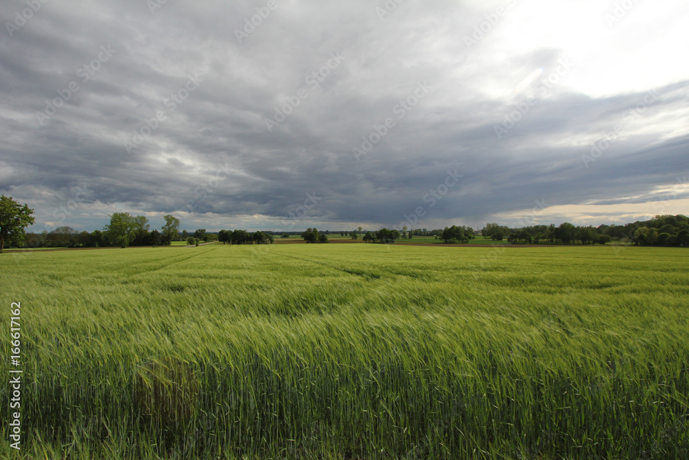 Fototapeta premium Ears of barley