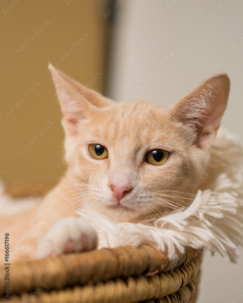 Tan cat sale