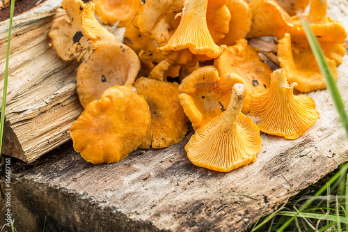  mushrooms chanterelles on wooden background.