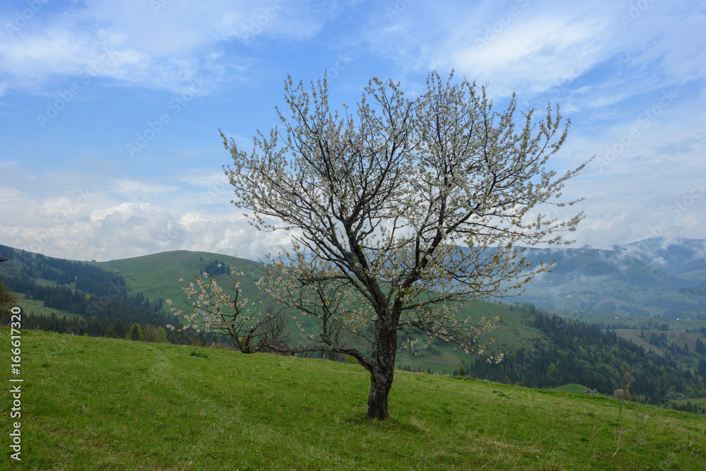 Lonely flowering tree in the mountains
Lonely flowering tree in the mountains