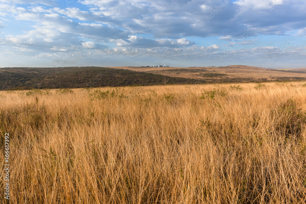 Wilderness Grass Trees Landscape