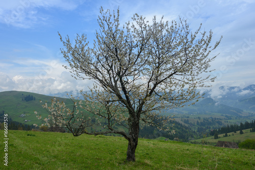 Lonely flowering tree in the mountains  