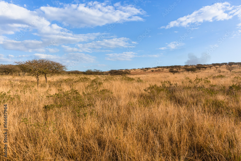 Wilderness African Grass Trees Landscape