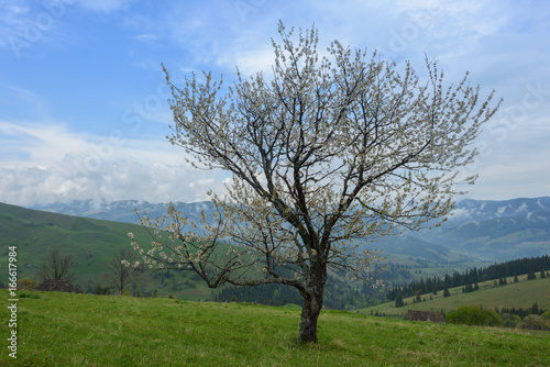 Lonely flowering tree in the mountains  