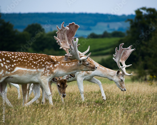 Photography Knole - Deer
