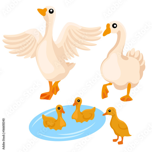 Family of white geese on the white background / Two adult geese with their ducklings in cartoon style

