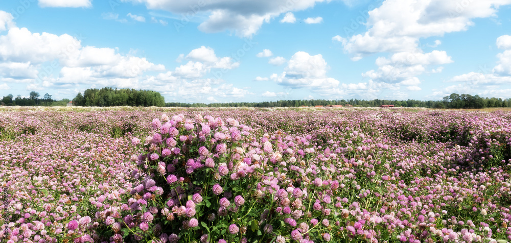 Summer view with blooming red clover in a field Summer view with blooming red clover in a field