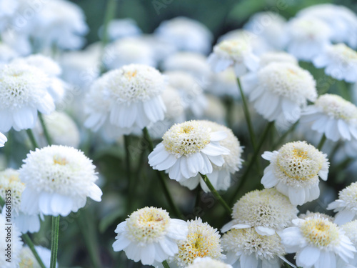 Chrysanthemum parthenium. Matricaria eximia. White miniature chrysanthemums in the autumn garden. Close-up.   © sablinstanislav