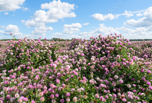 Fototapeta Naklejka Na Ścianę i Meble -  Summer view with blooming red clover in a field
