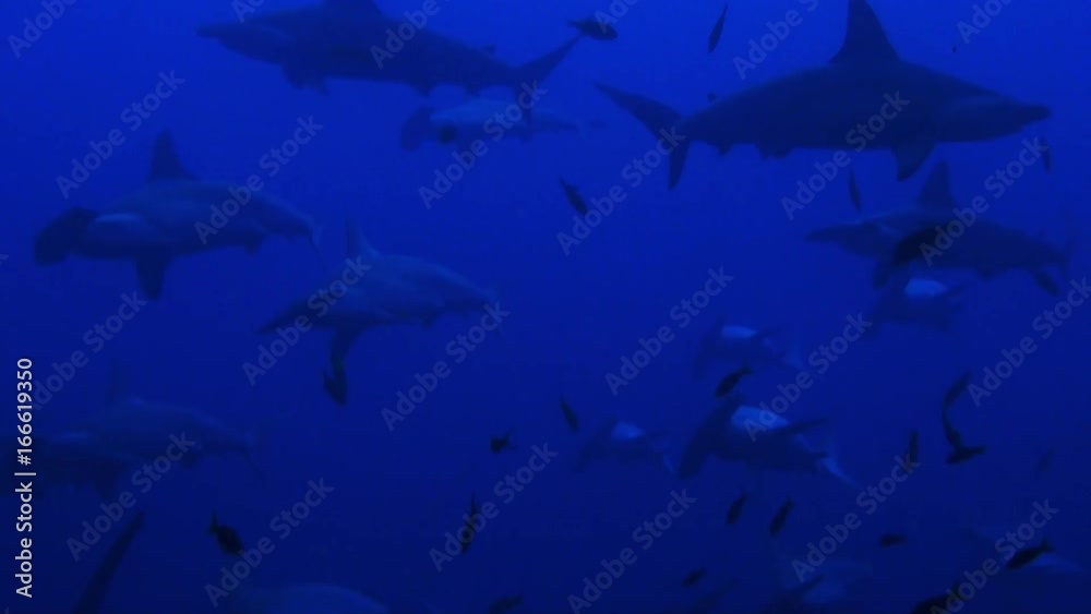 Herd of hammerhead sharks migrate in Pacific Ocean, POV Herd of hammerhead sharks migrate in Pacific Ocean, POV