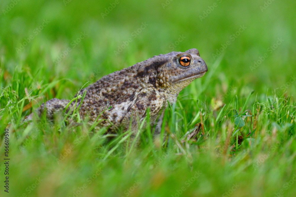 Fototapeta premium Mating frog sitting in the dewy grass