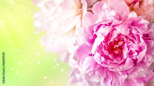 Peonies flowers bunch over blurred background. Beautiful pink peonies flower Easter border design closeup. Copy space for your text. photo