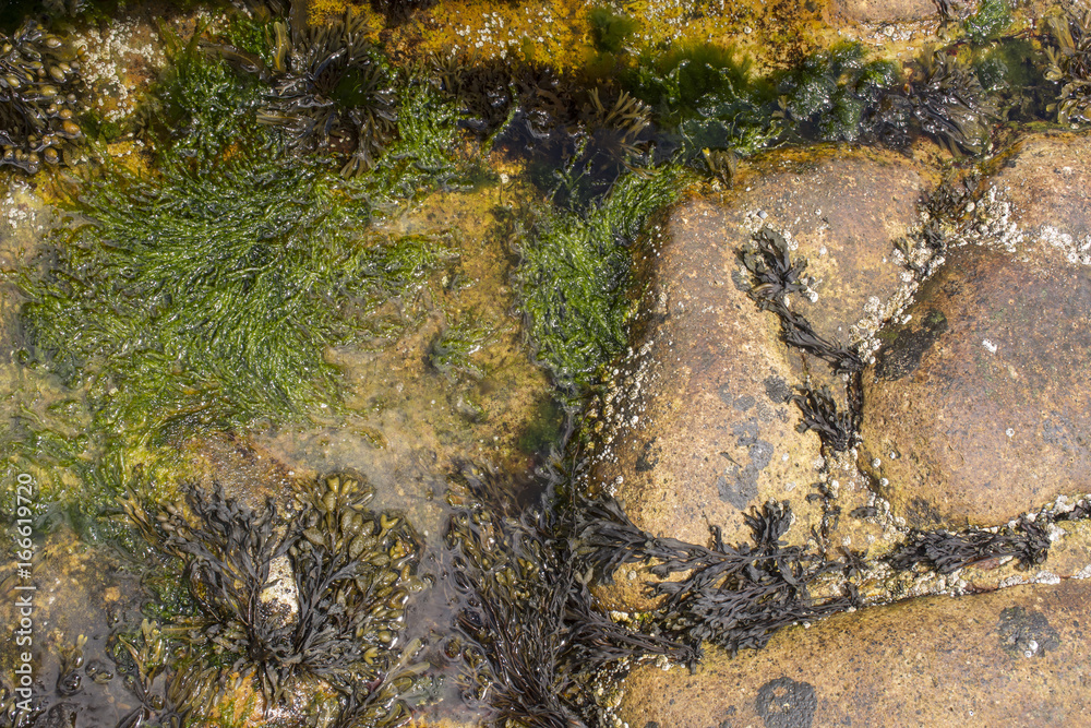 Sea Life and Bacteria on rocks