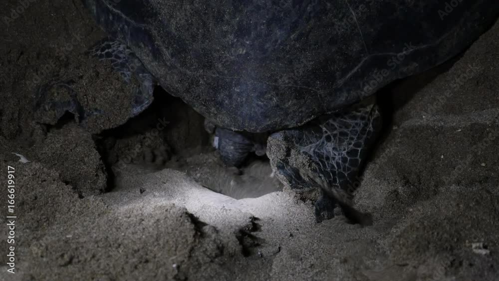Mother sea turtle lays eggs on beach, close up