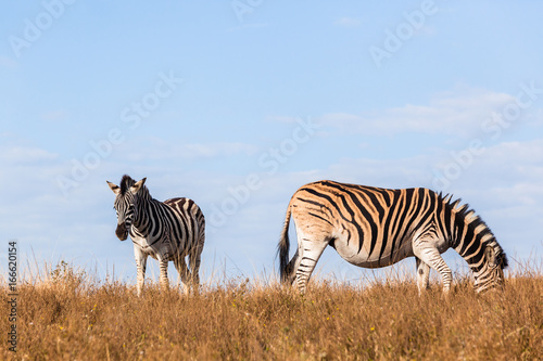 Zebra Pregnant Wildlife