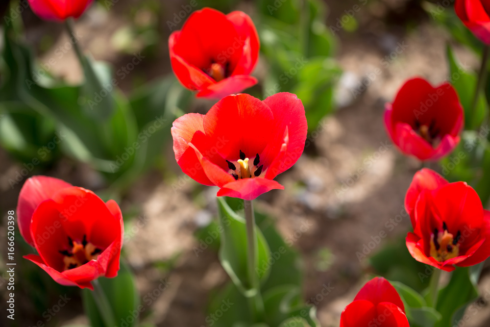 Beautiful red tulips in nature Beautiful red tulips in nature