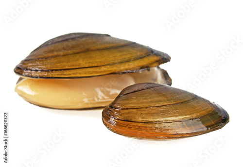 Swan mussels on a white background, large species of freshwater mussel.