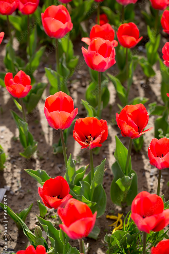 Beautiful red tulips in nature Beautiful red tulips in nature