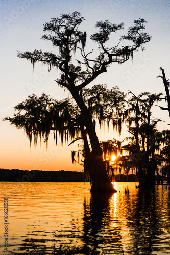 Swamp Sunset