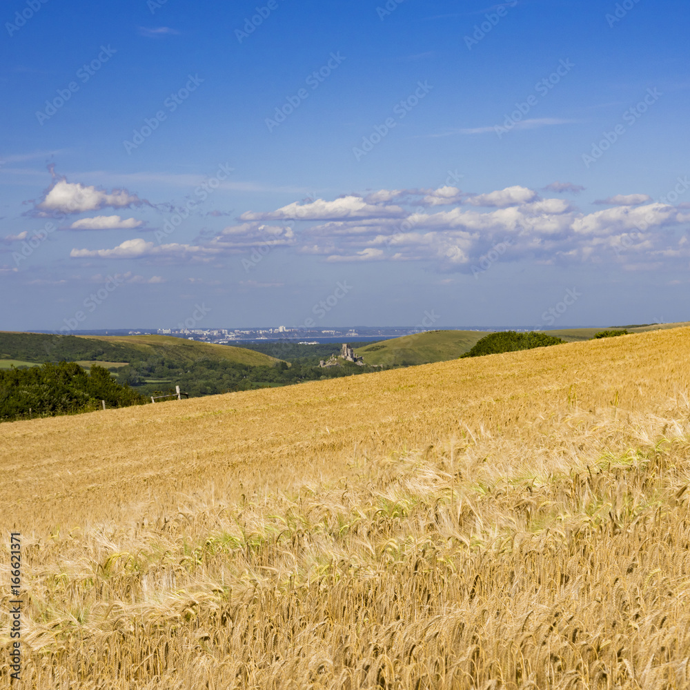 Ripe golden wheat field with Corfe Castle in the distance Ripe golden wheat field with Corfe Castle in the distance