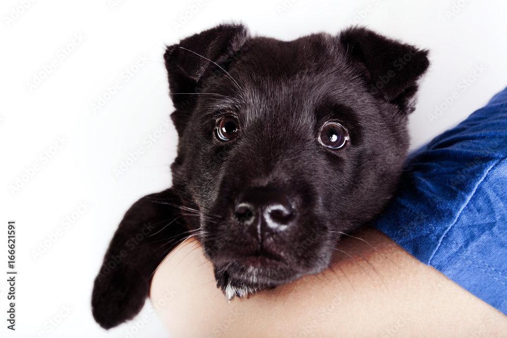 Puppy of a German shepherd in the arms of a people Puppy of a German shepherd in the arms of a people
