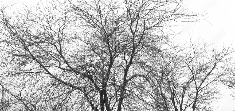 Outline of black tree branches Outline of black tree branches