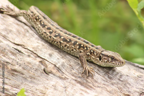 Lizard sitting on log.