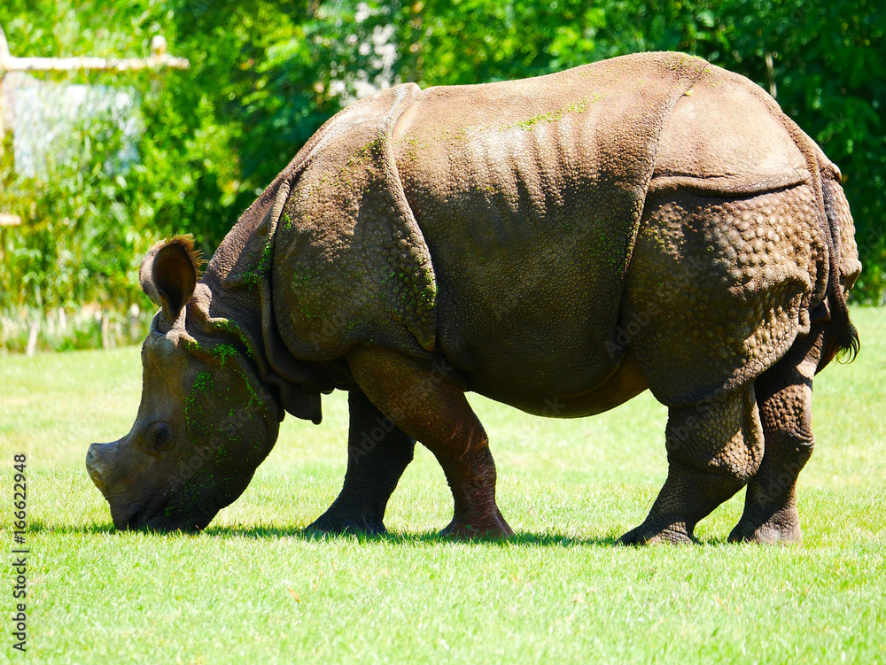 Fototapeta premium Rhinoceros