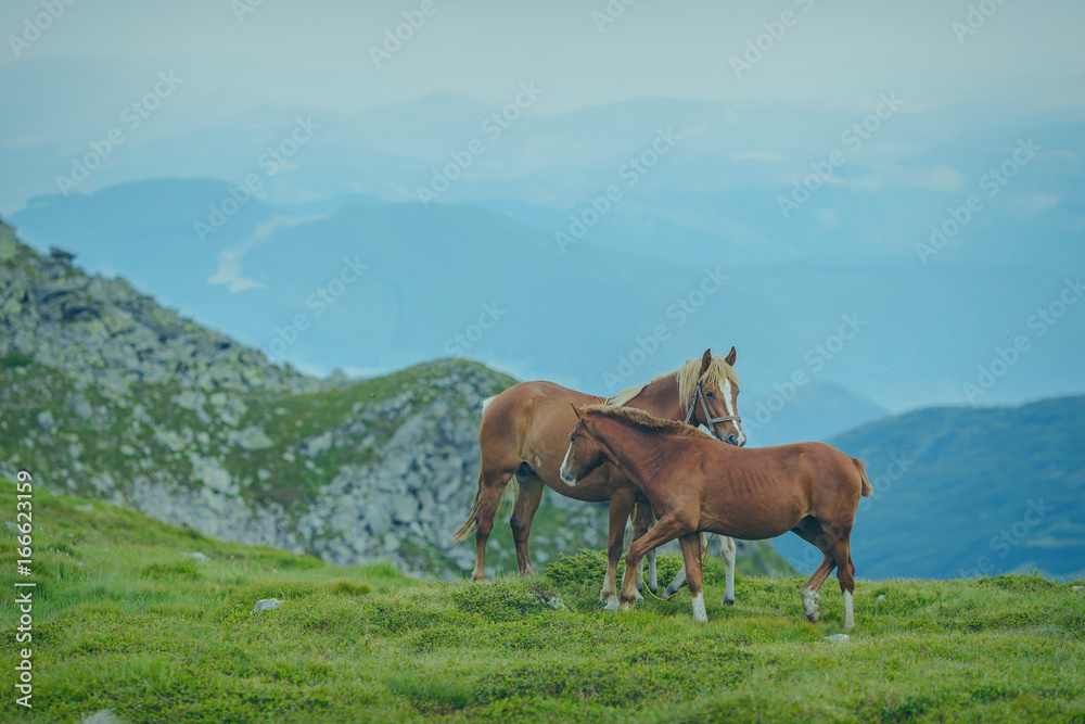 Horses in the green foothills