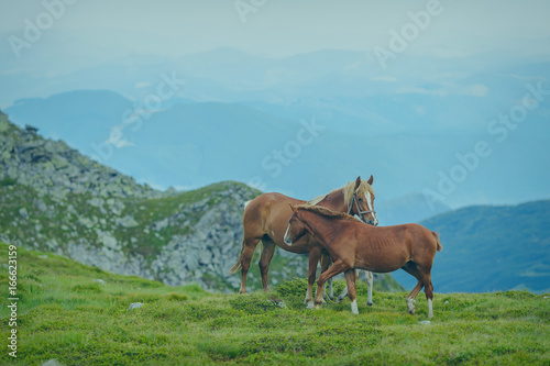 Horses in the green foothills © Ryzhkov Oleksandr