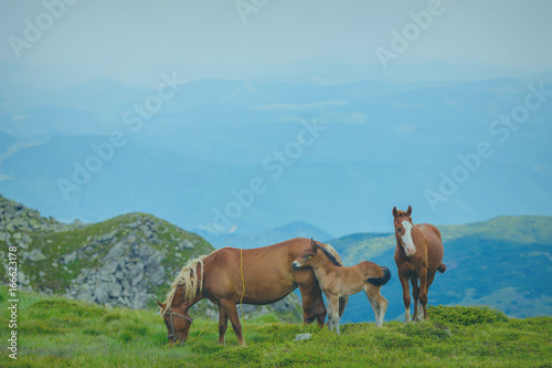 Horse grazing in a meadow Ukrainian Carpathian mountain valley. © Ryzhkov Oleksandr