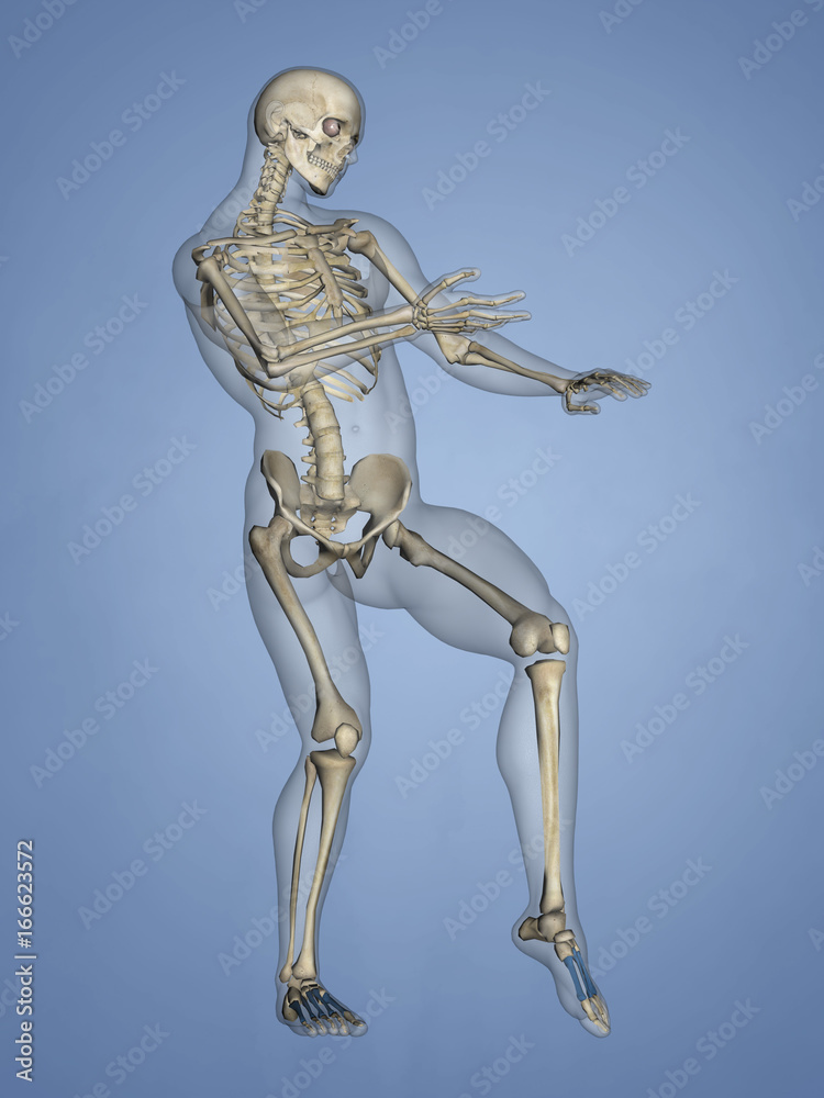 Metatarsal Bones, 3D Model Metatarsal Bones, 3D Model
