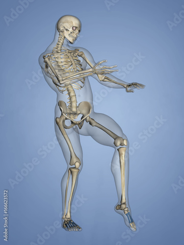 Metatarsal Bones, 3D Model