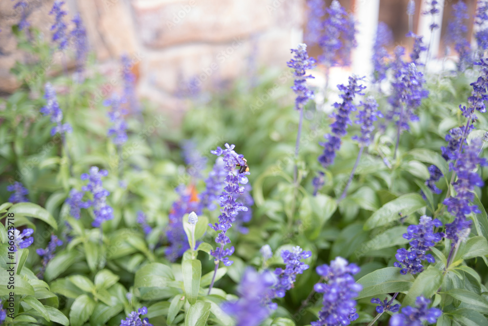 Fototapeta premium Purple Flowers Background