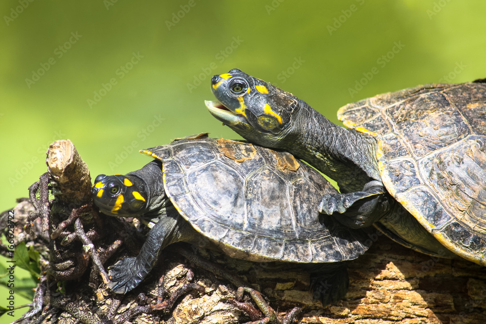 Obraz premium Yellow-spotted Amazon river turtle (Podocnemis unifilis) on top of a tree branch and against a green background from a water pond.