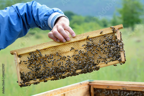 The beekeeper holds a frame with bees in his hands. Honeycomb. Apiculture.