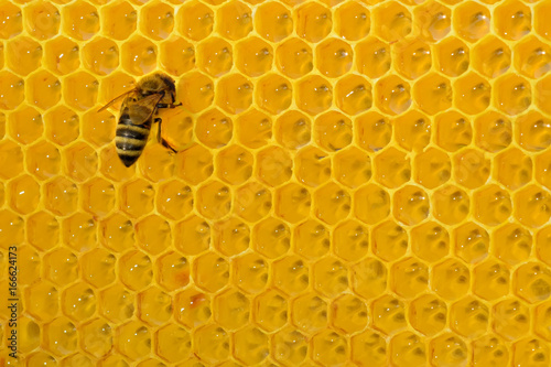 One bee on a honeycomb cell converts nectar into delicious honey. Hard-tempered bee. Honeycomb.