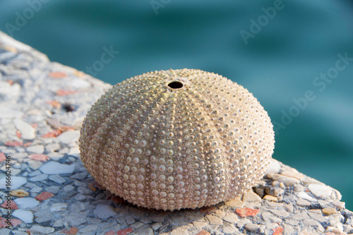Shell of sea urchin