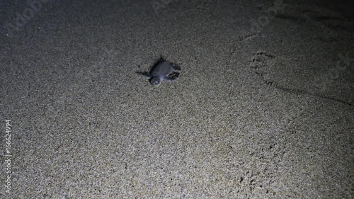POV, baby sea turtle crawls across beach at night