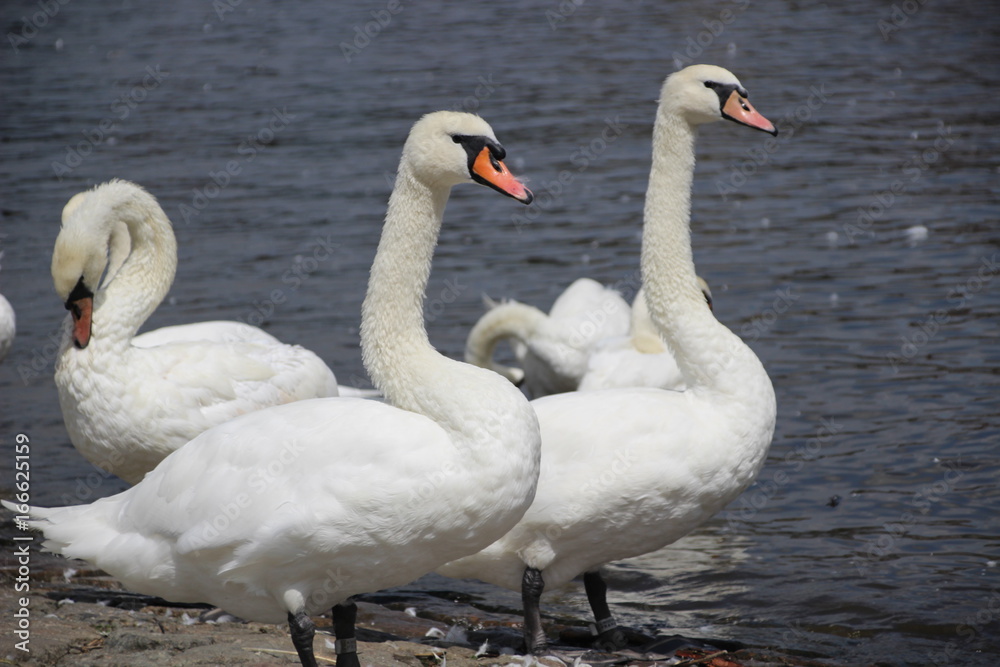 Obraz premium Weißer Schwan