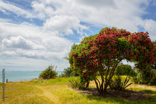 Pohutukawa Flower Tree at Long Bay Beach Auckland New Zealand; Regional Park
