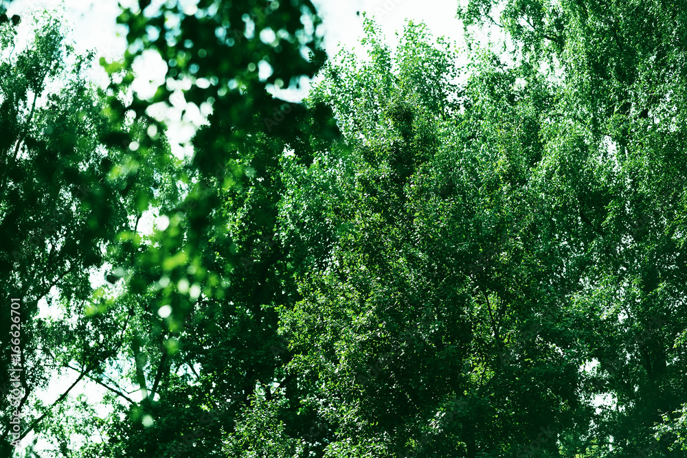 Fototapeta premium Horizontal green tree branches background